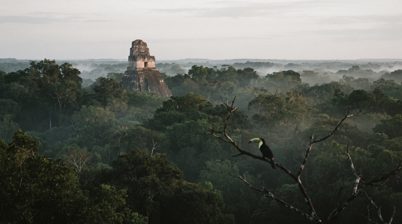 Stone Maya temples of Tikal Guatemala rising above the Peten rainforest canopy at first light